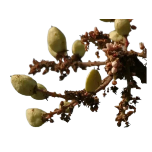 Boswellia extract